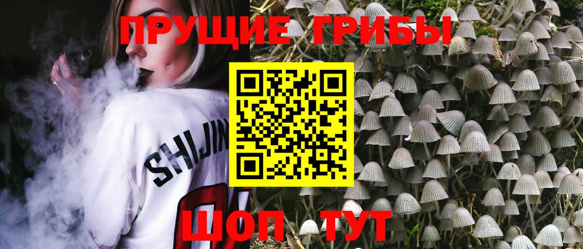 Псилоцибиновые грибы Psilocybe Саянск